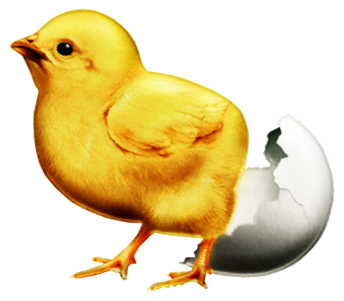 chick hatching