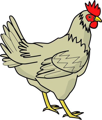 chicken-hen