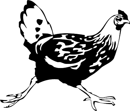 running chicken