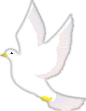 white bird dove