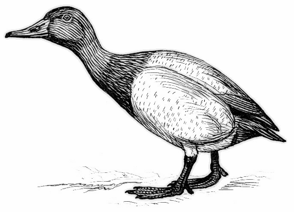 Canvasback duck BW