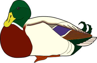 Mallard duck sitting