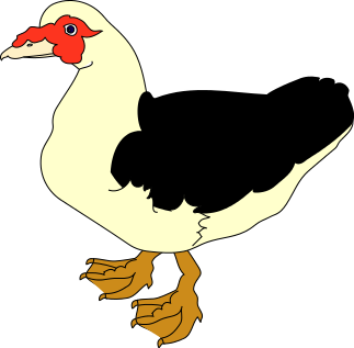 Muscovy Duck clipart
