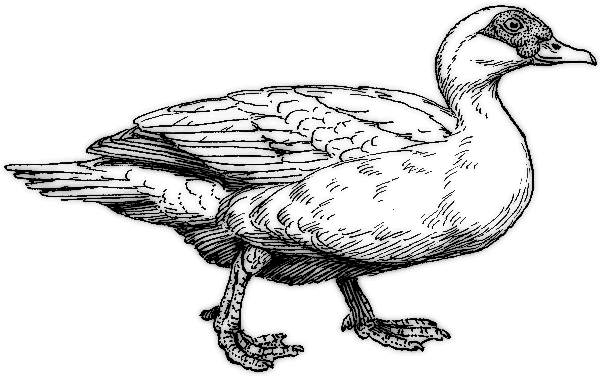 muscovy duck BW
