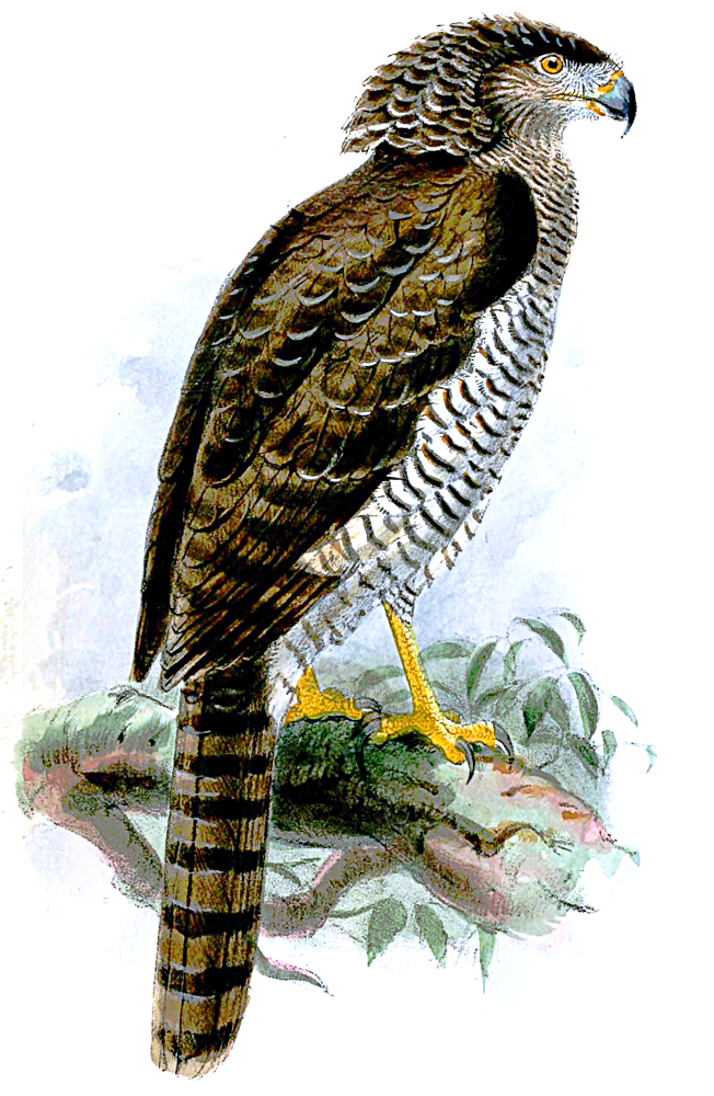 Madagascan serpent eagle