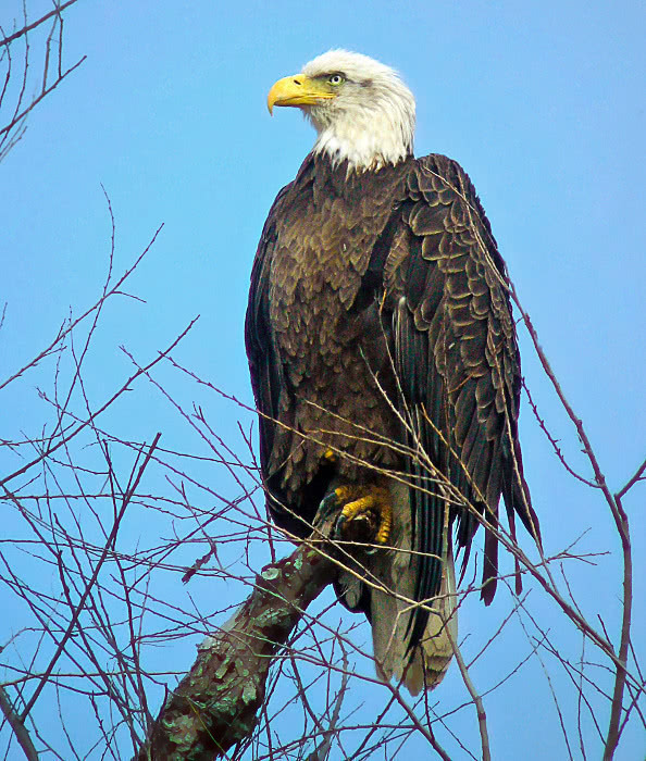 Bald eagle Southern