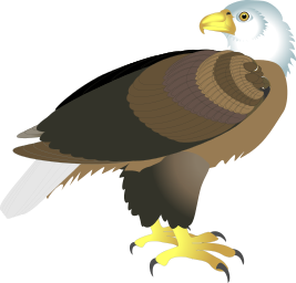 bald eagle 5