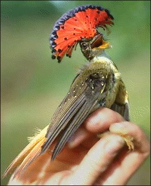 Royal flycatcher