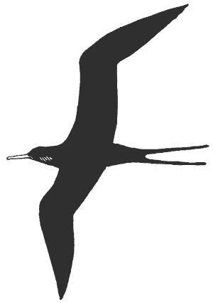 frigatebird