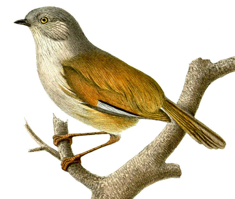 Grey-hooded Fulvetta  Alcippe cinereiceps