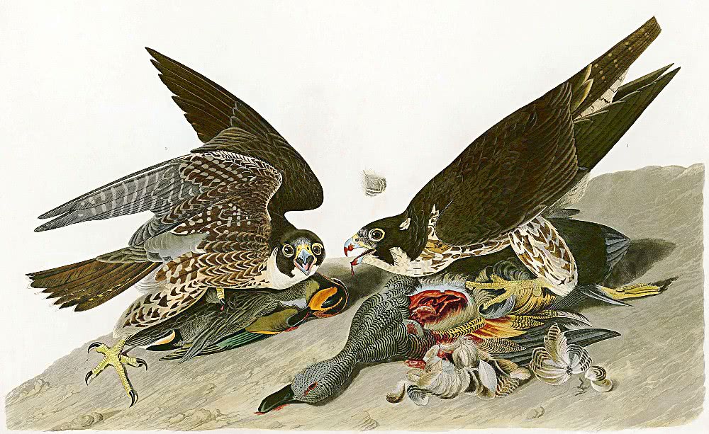 Peregrine falcons