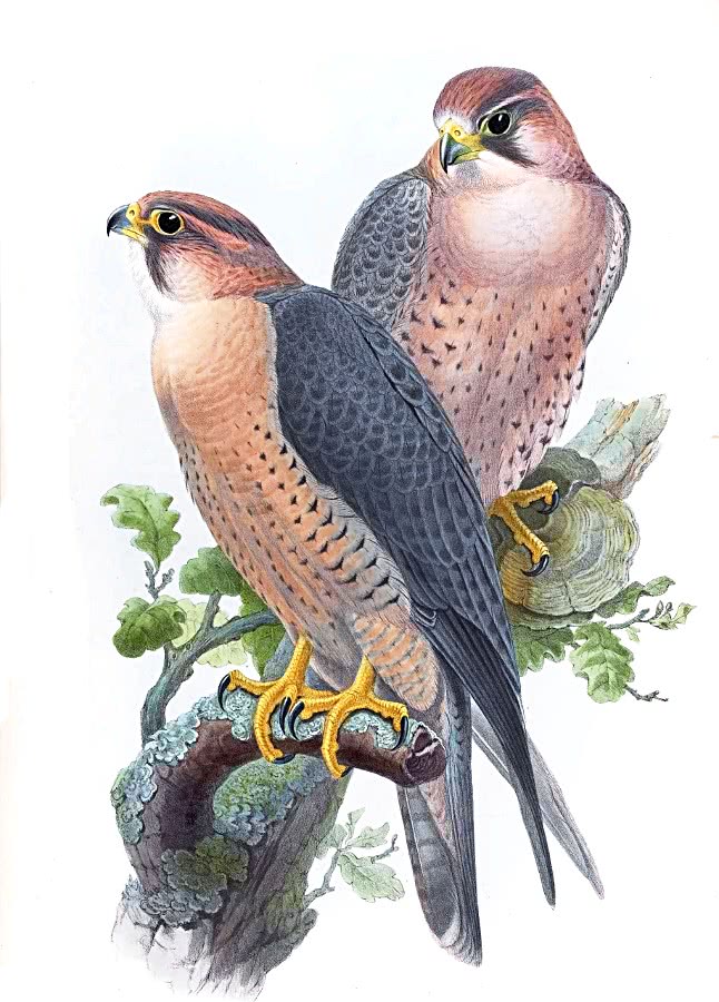 Peregrine falcons 2