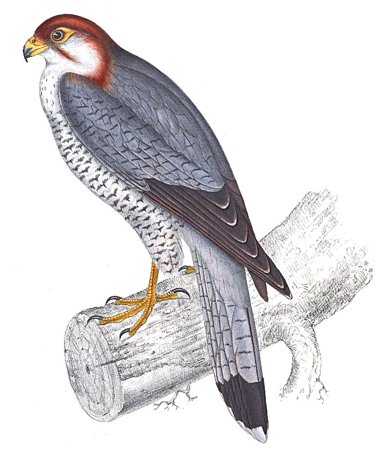 Red-necked Falcon  Falco chicquera