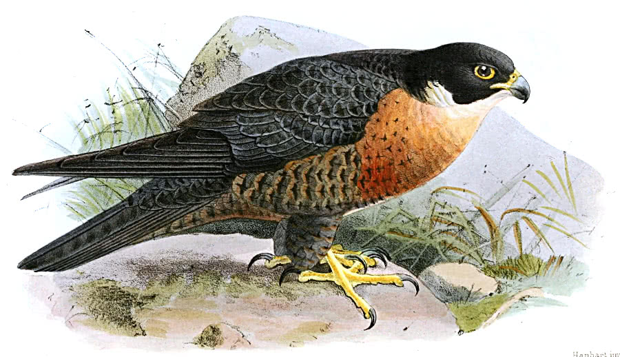 Shaheen Falcon  Falco peregrinus peregrinator