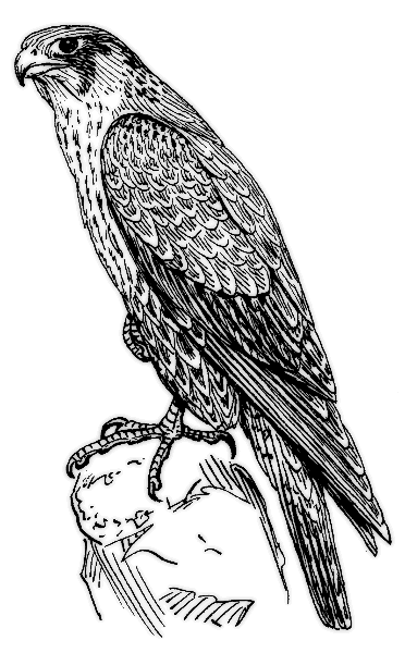 peregrine falcon BW