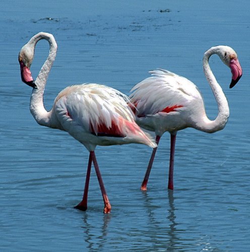 Greater Flamingo  Phoenicopterus roseus