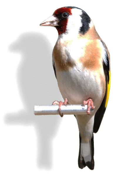 Goldfinch front