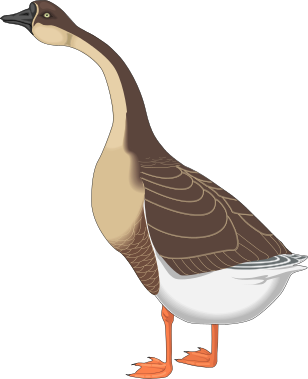 Canadian Goose clipart
