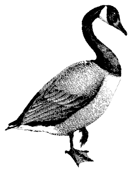 canadian goose simple