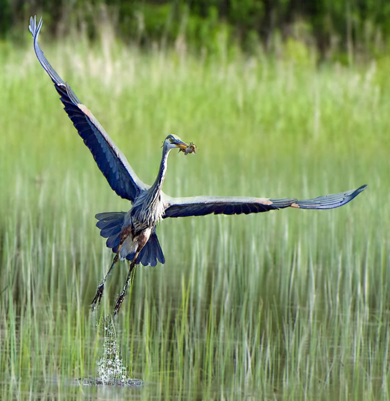 Great Blue Heron with catch