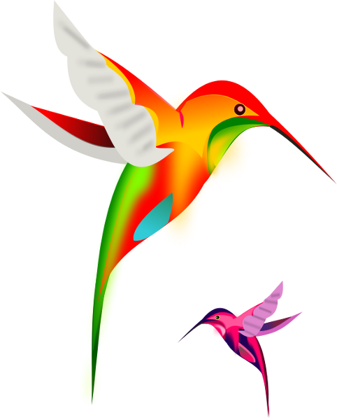 Colibri hummingbird