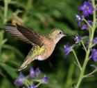 Hummingbird_2/