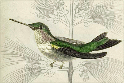 hummingbird 0