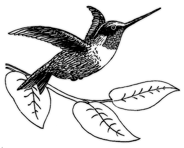 hummingbird 3 BW