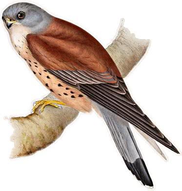 Lesser Kestrel  Falco naumanni