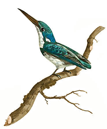 Biru Kingfisher  Alcedo biru