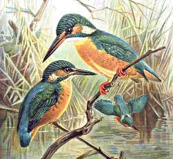 Kingfisher European