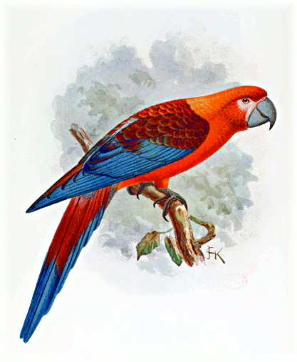 Cuban Red Macaw  extinct