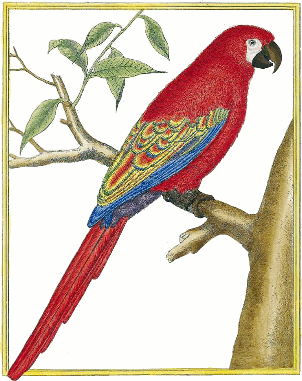 Lesser Antillean Macaw