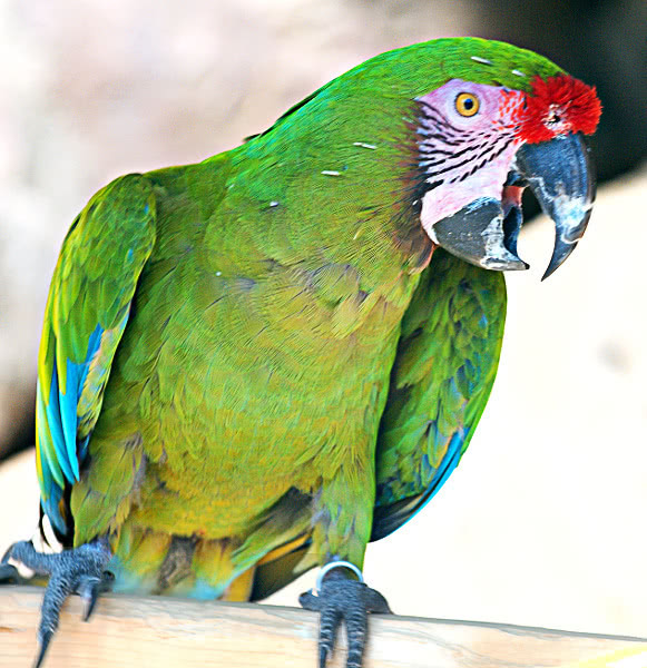 Military Macaw  Ara militaris