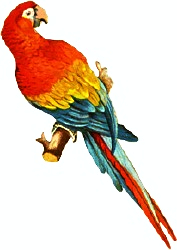 scarlet-macaw