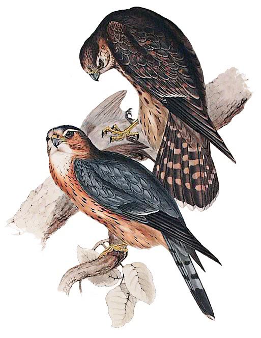 Merlin  Falco columbarius