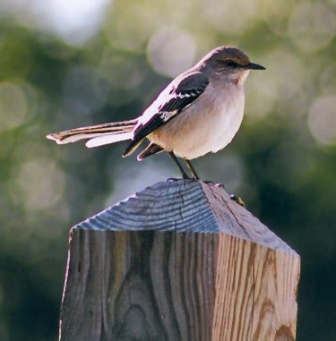 Mockingbird on post