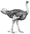 ostrich/