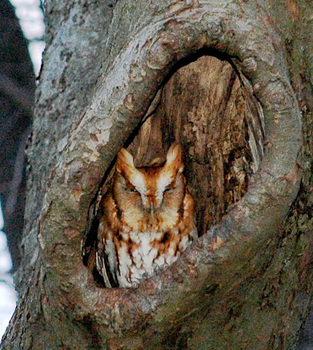 Eastern Screech Owl red-phase