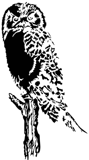 Owl bold graphic