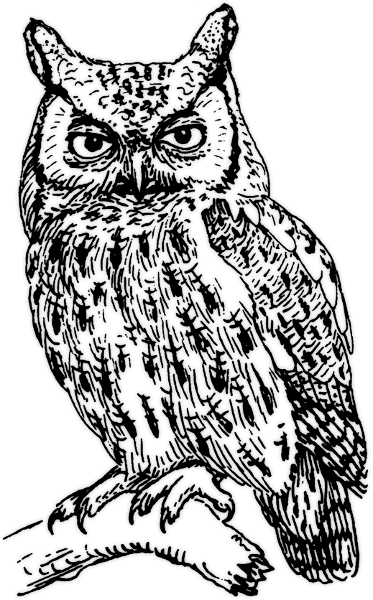 screech owl grayscale