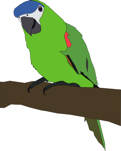 parrot large