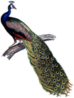 peacock/