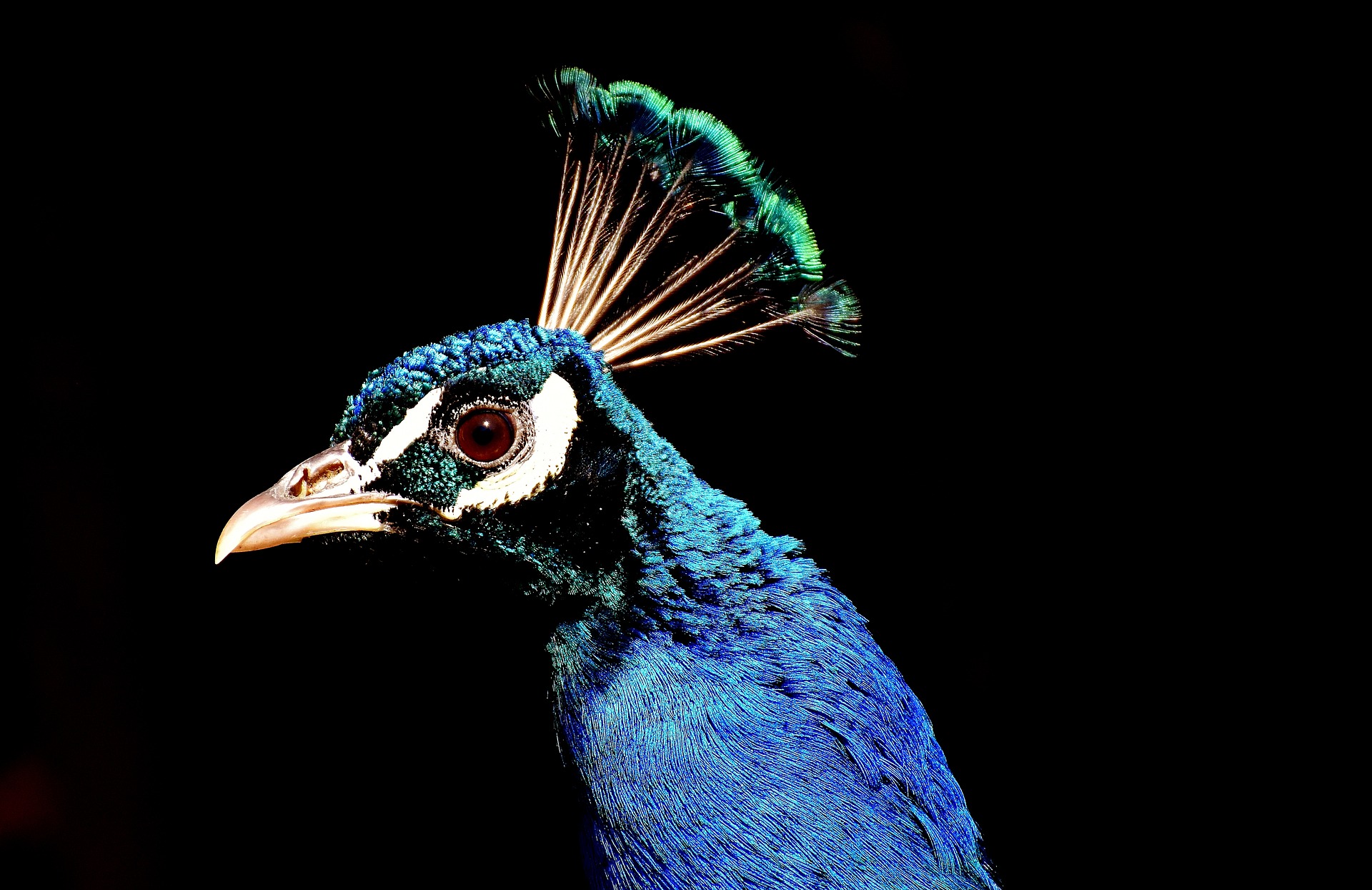 peacock-face