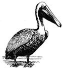 pelican/
