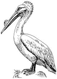 Pelican 2