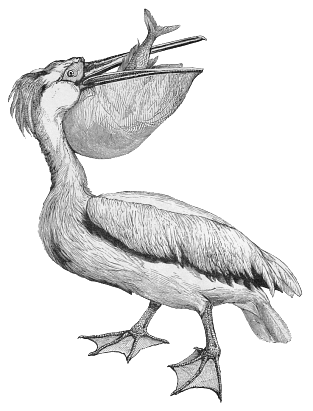white pelican 1