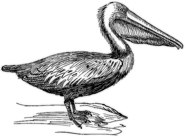 pelican 1 BW