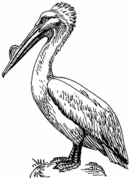 pelican 2 BW
