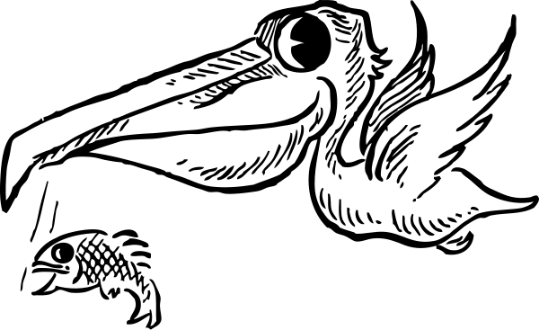 pelican with fish